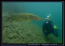 The Encounter of a Big Pike Fish with my wife Caroline...... by Michel Lonfat 